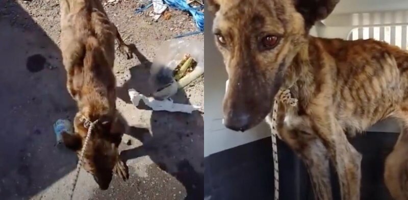 Собаку, которая чуть не умерла от голода, спас благородный любитель животных