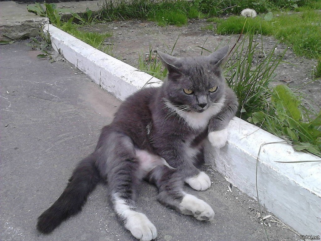 Босс 