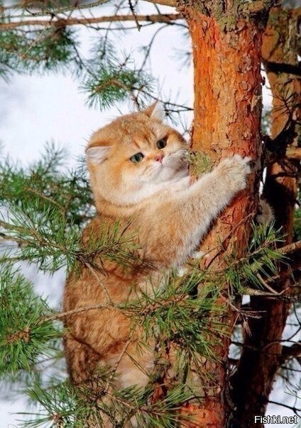 Я белочка