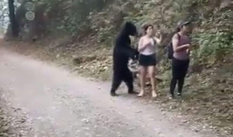Встреча девушек-туристов с медведем в мексиканском лесу