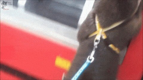 помощник)
