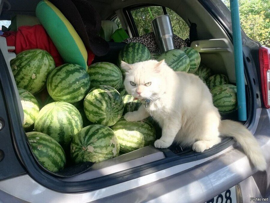 Где рыба