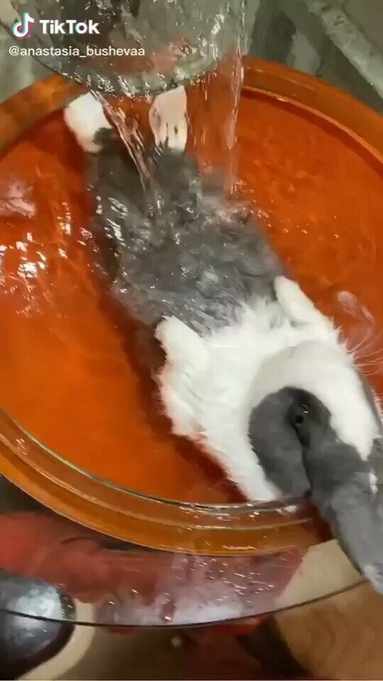  Наш Крол Занудович