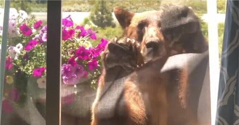 Медведь попытался залезть в дом американской семьи через окно