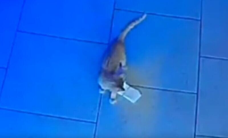 Самое милое преступление: котенок несколько раз украл пачку денег в баре