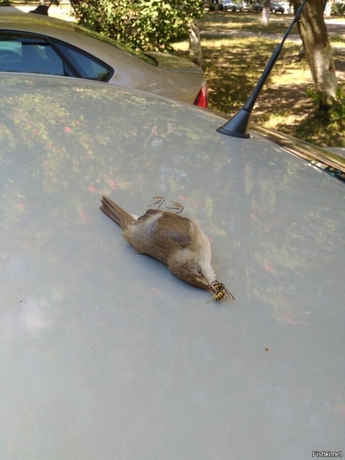 Нашла коса на камень