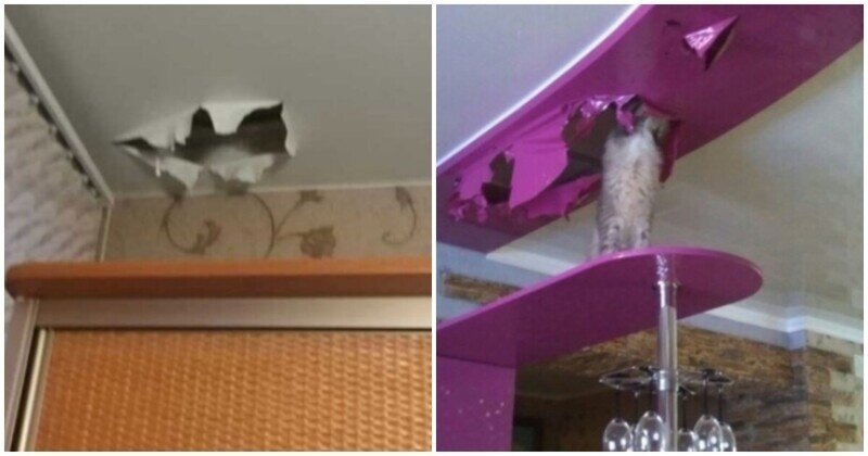 Кот порвал натяжной потолок что делать