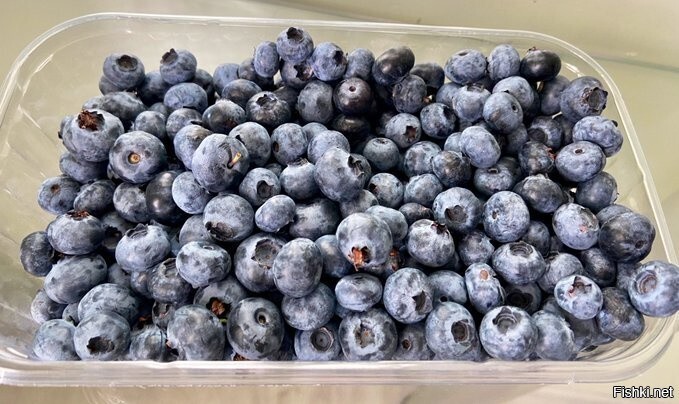 кто ест чернику по утрам, тот поступает мудро