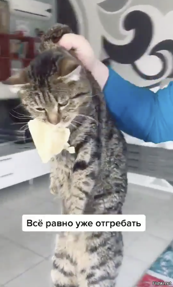 а Васька слушает, да ест