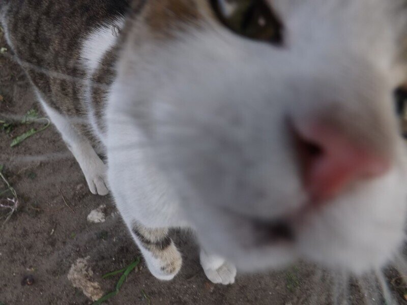 Котомания: японец выложил в сеть 20 тысяч роликов об уличных котиках которые почти никто не смотрел