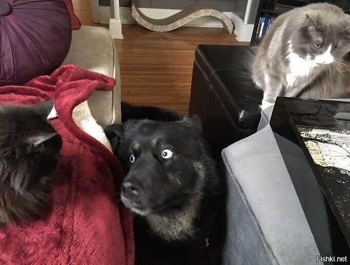 - Хозяин, что это