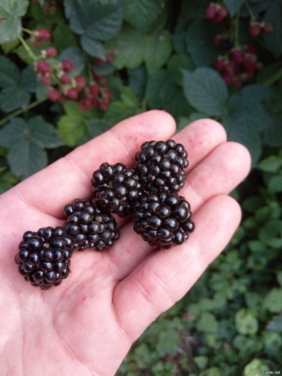 Витаминки выросли