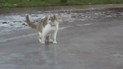 Как кошка на льду