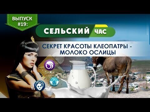 Секрет красоты Клеопатры - молоко ослицы. Сельский час #19 (Игорь Абакумов)