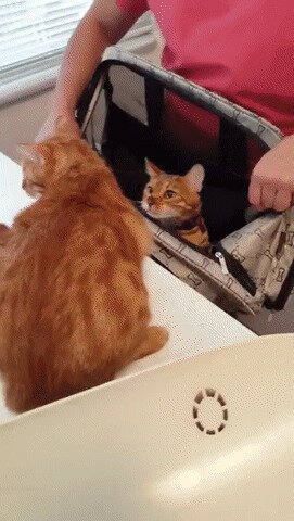 - Ты поедешь с нами