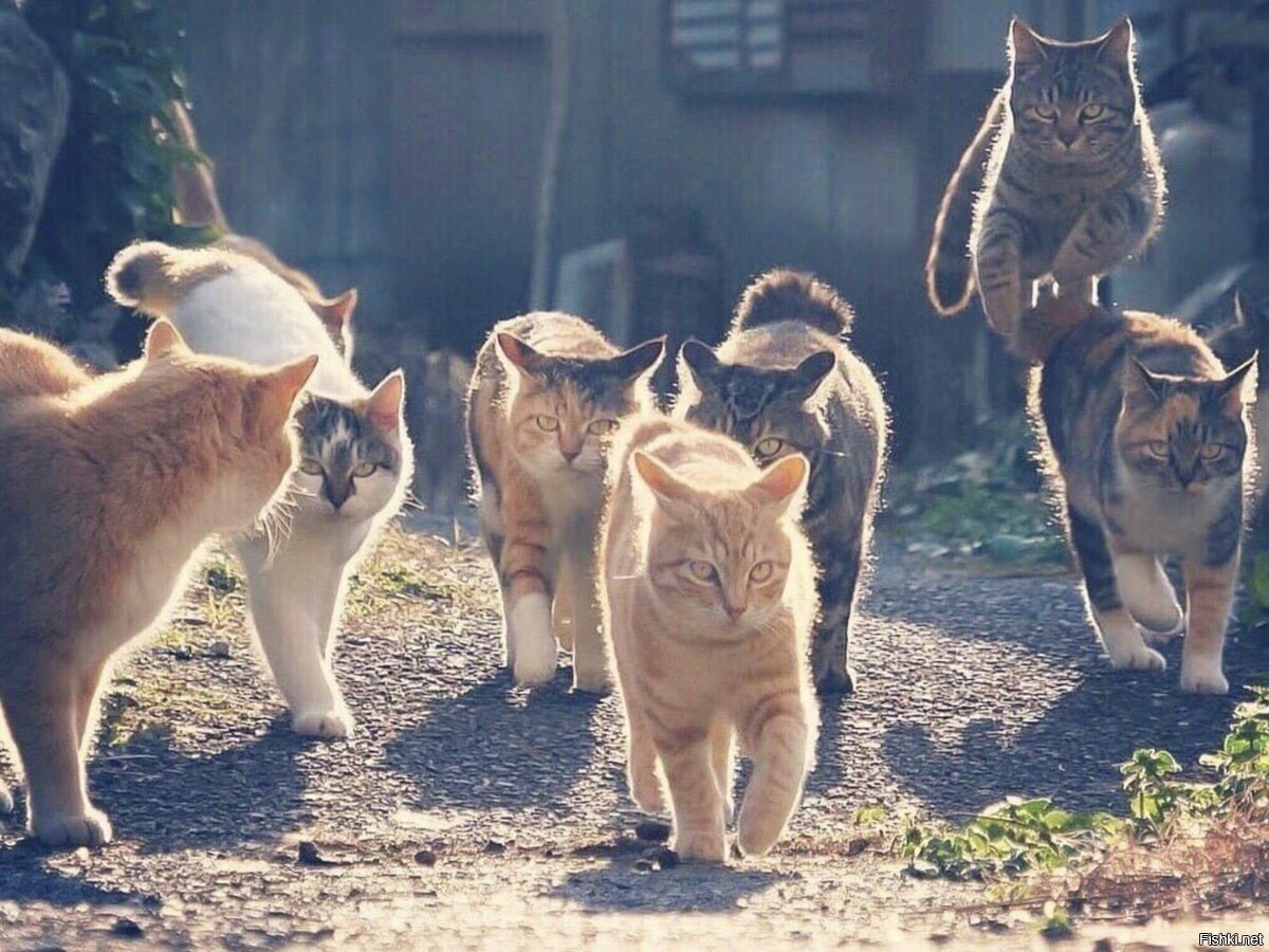 банда занималась тёмными делами