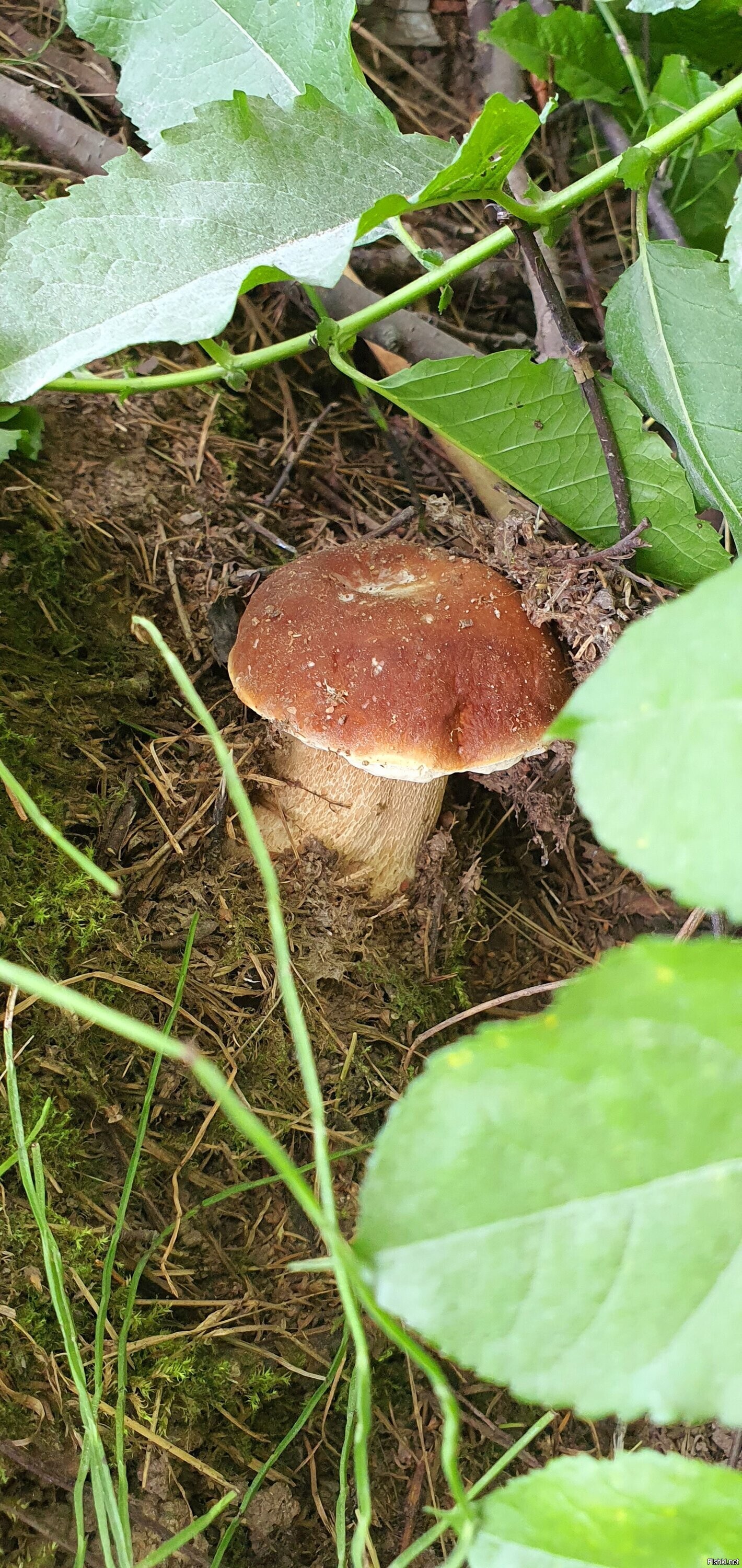 Солянка