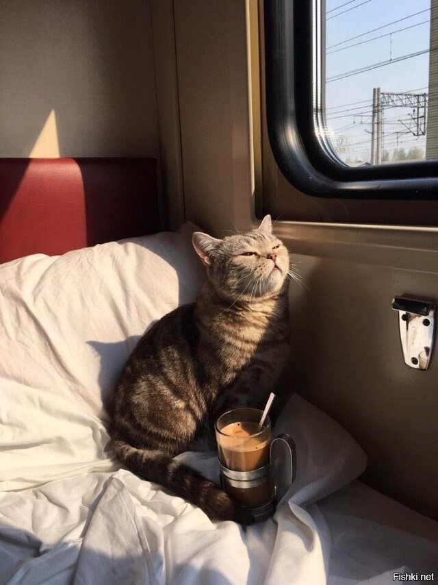 настроение котик