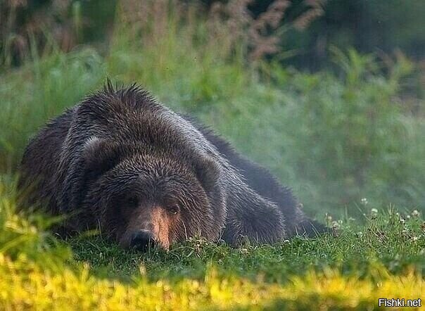 Солянка