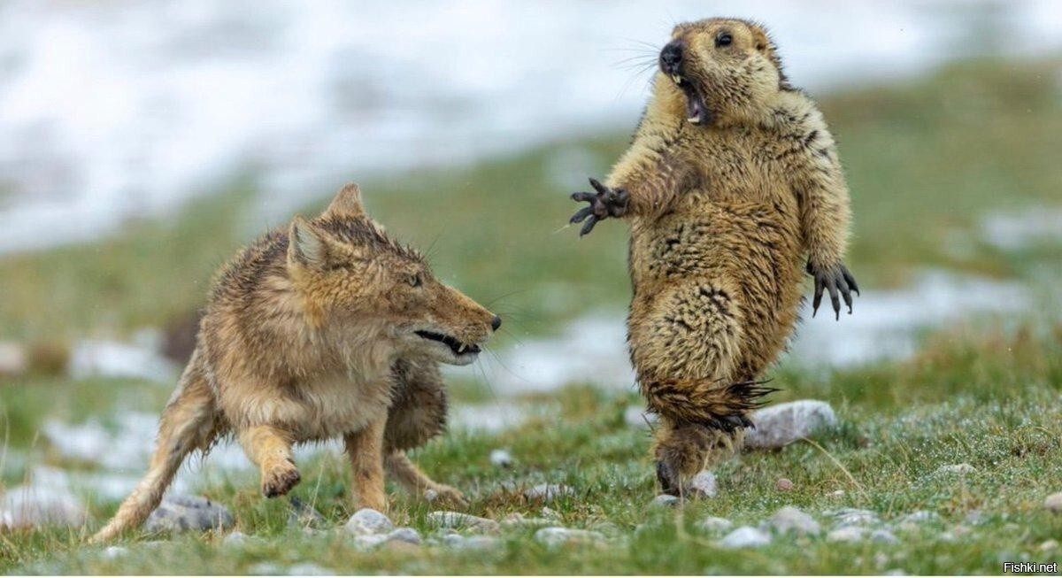 "Не за бочок, я сказал