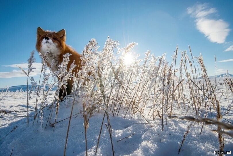 Солянка