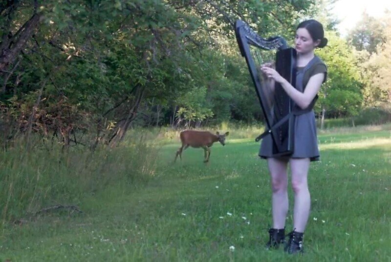 Игра девушки на арфе заинтересовала любопытного оленя