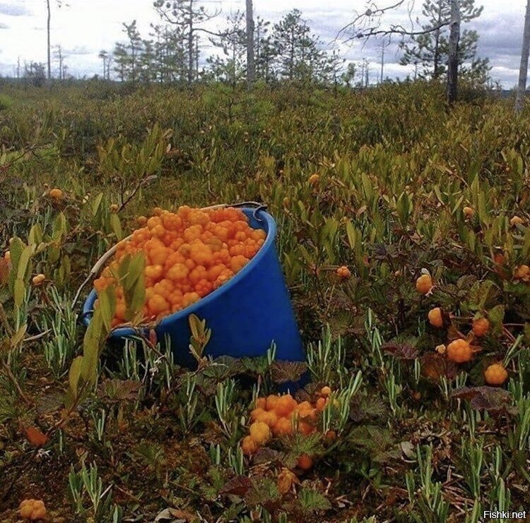 морошка