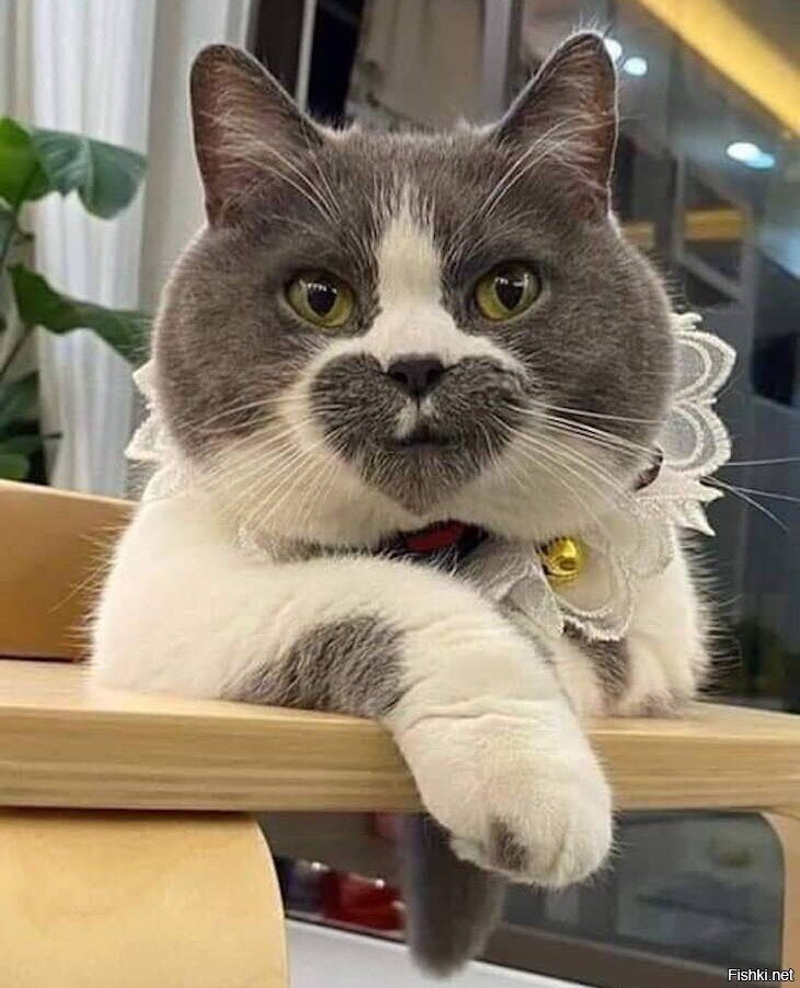 Очень "сердечный" кот
