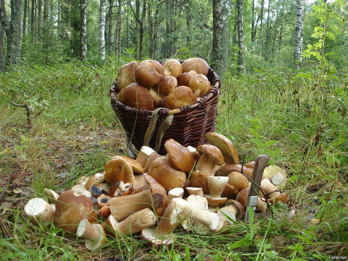 29 июля, Афиногенов день, зажинки