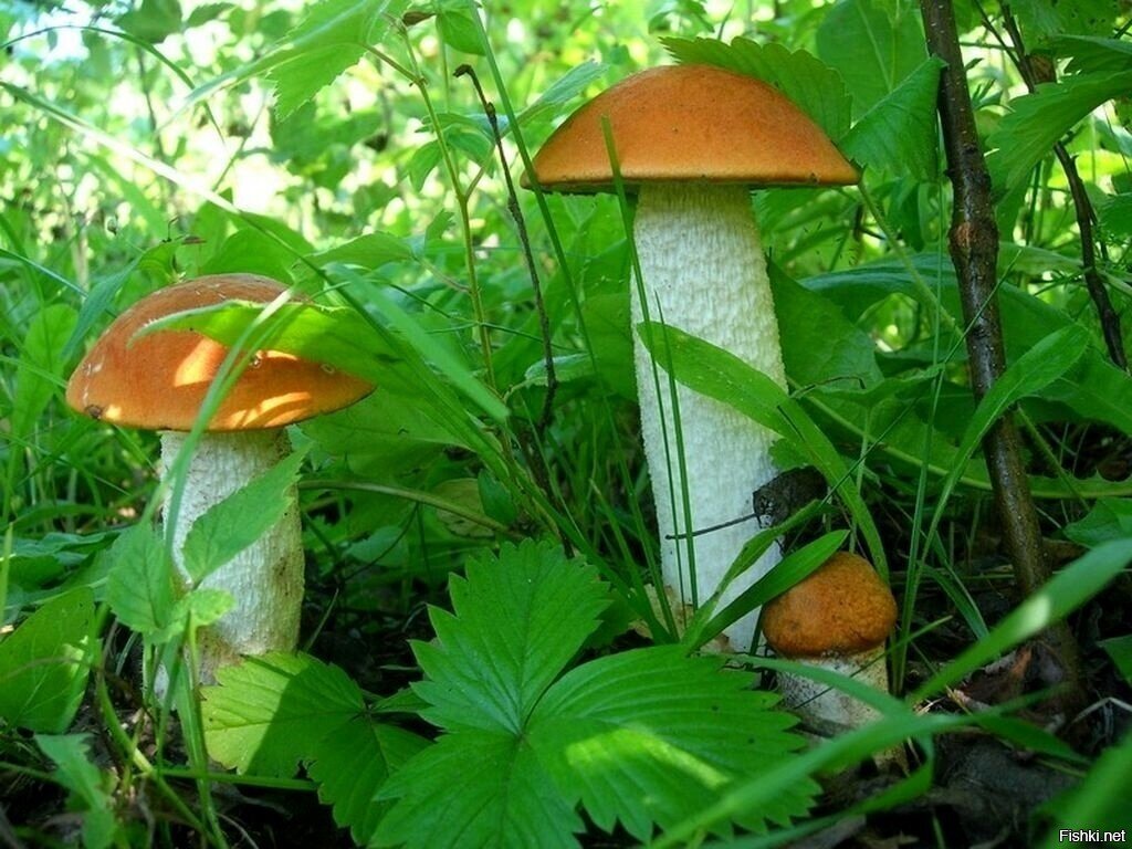 Солянка