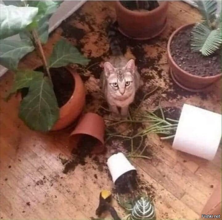 заведите кота