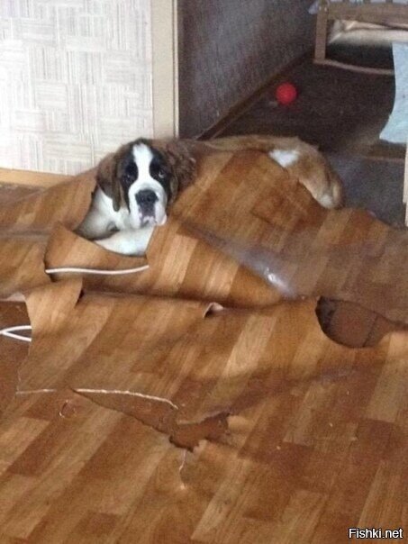 - Хозяин, ремонт надо делать