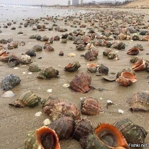 черноморское побережье, рапаны, после шторма