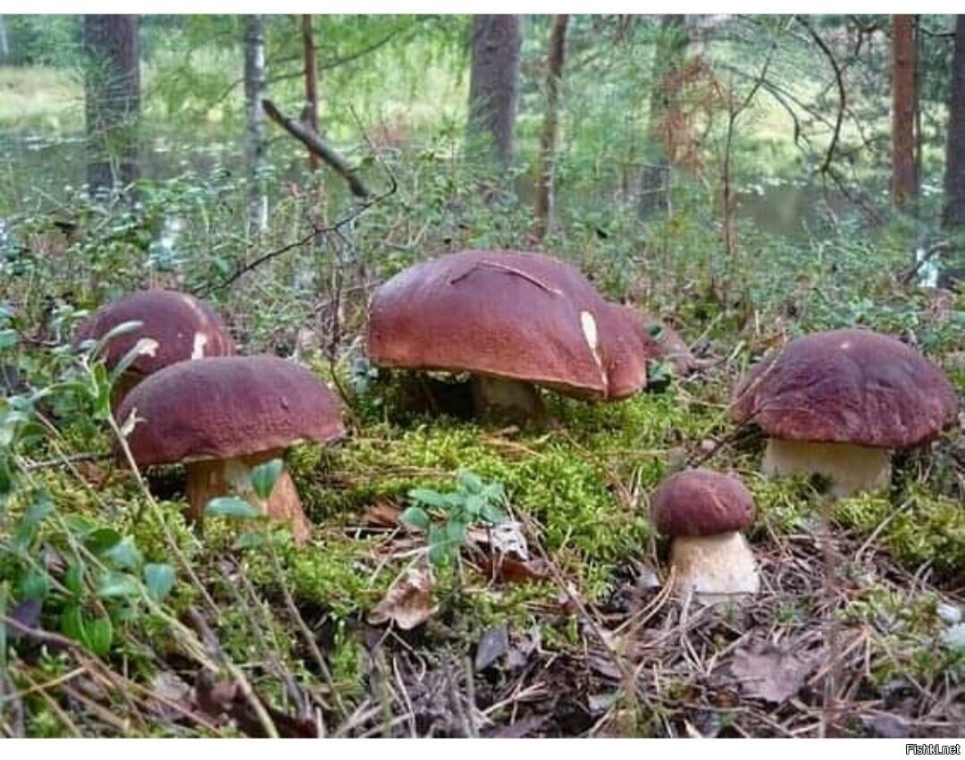 Солянка