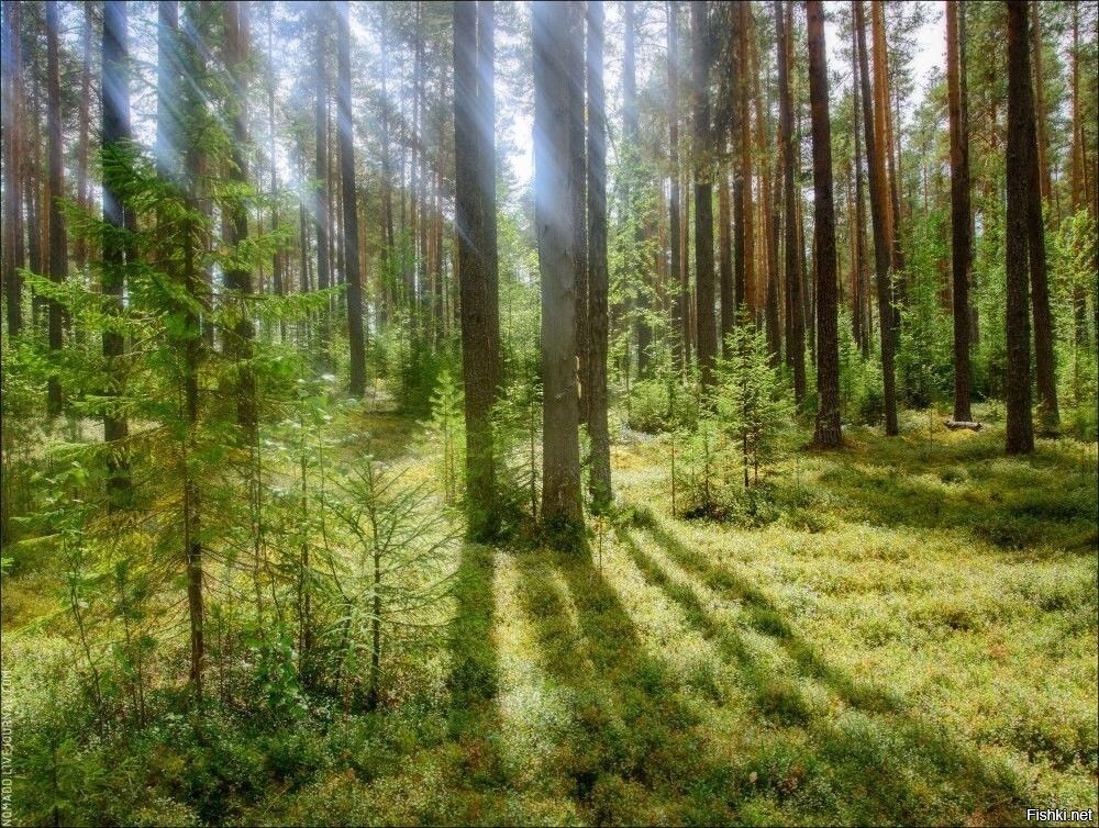 Солянка