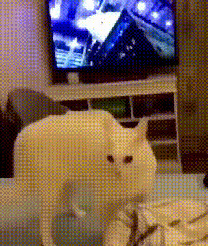 - Валерьянка паленая была