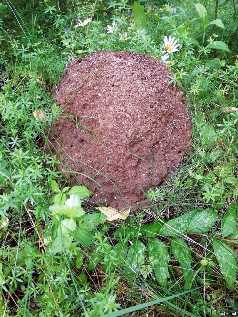 Земляной муравейник
