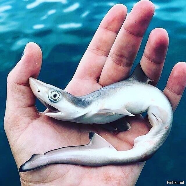 Не пойму