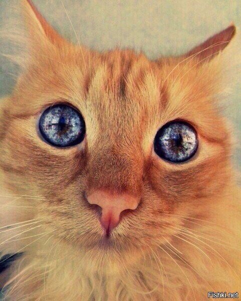 Созвездие Ориона