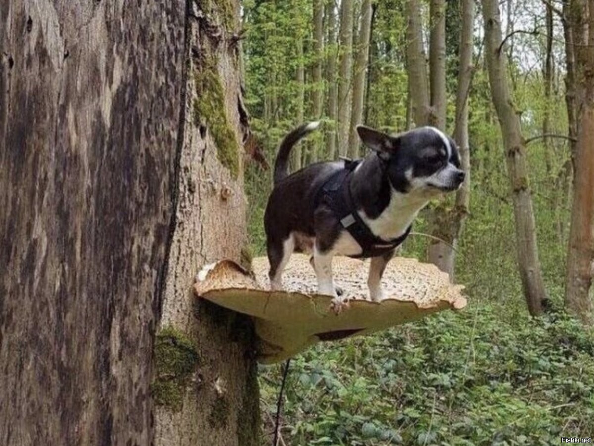 главный грибник