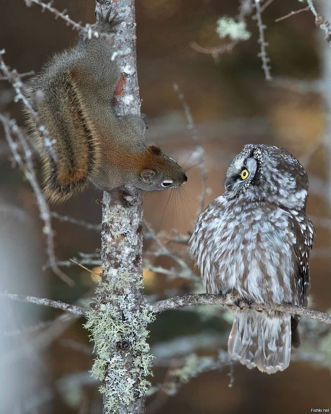 Да не бухаю я 