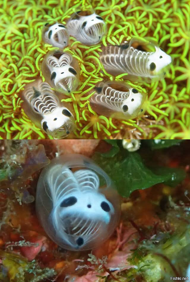 Асцидии Skeleton Panda Sea Squirts 