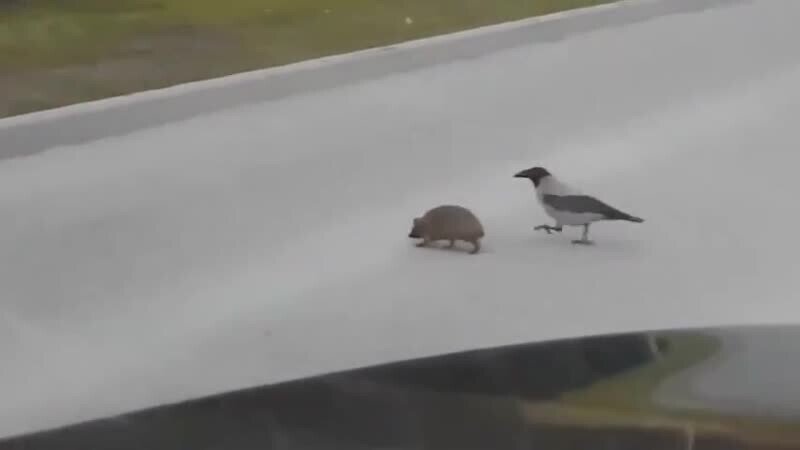 - Ну давай, шевели лапками