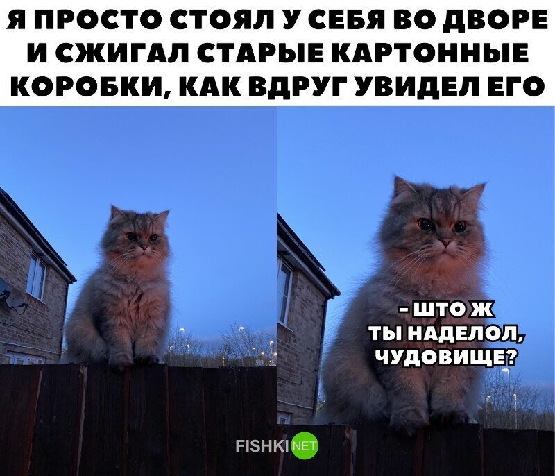 Прикольные и смешные картинки