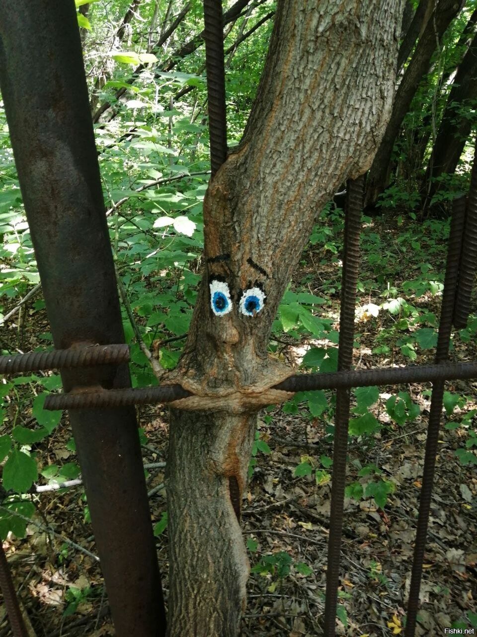 Солянка