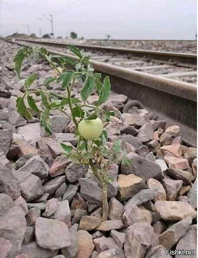 сорт "железнодорожный"