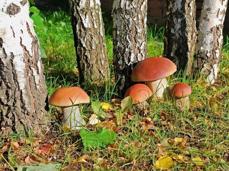 Немного интересного о грибах