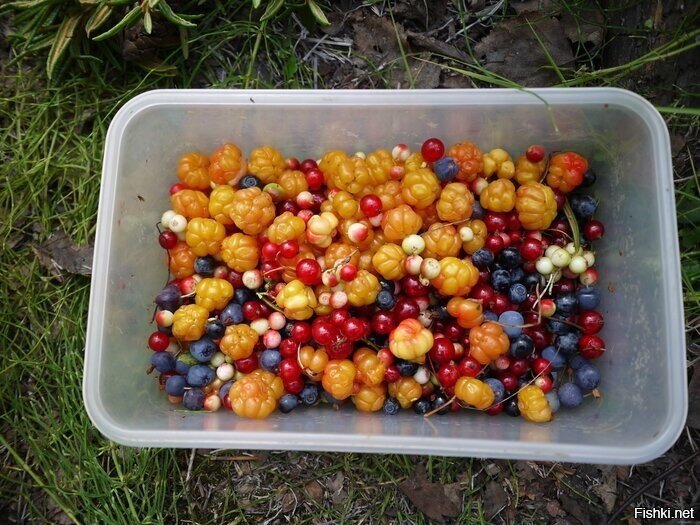 Дары тундры