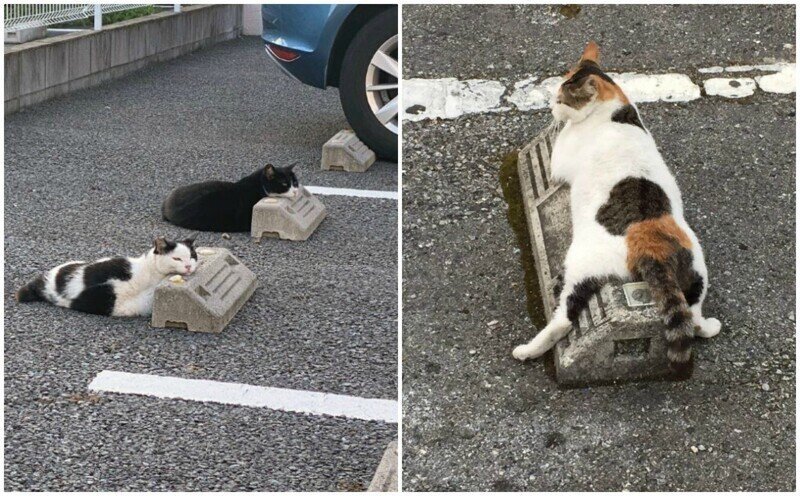 Кошки, спящие на парковочных барьерах - милота!
