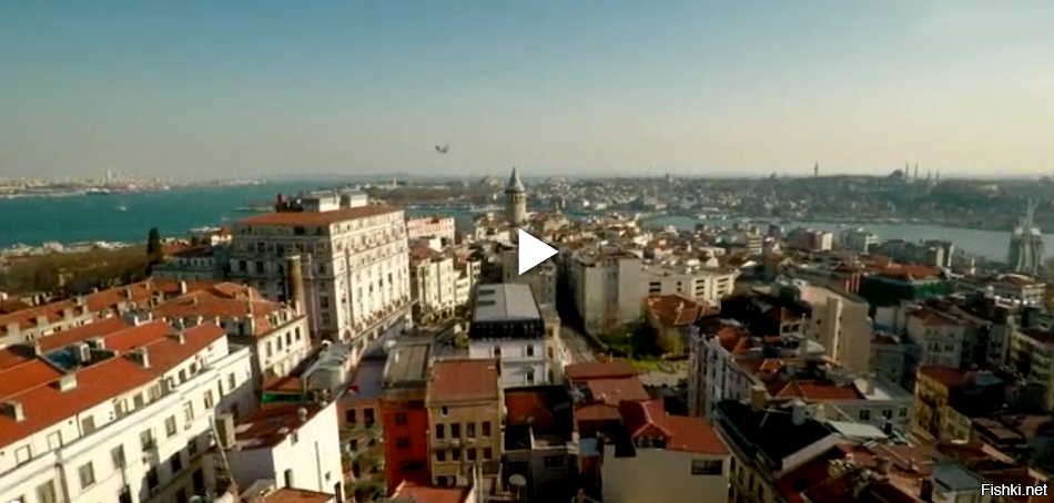 город котов